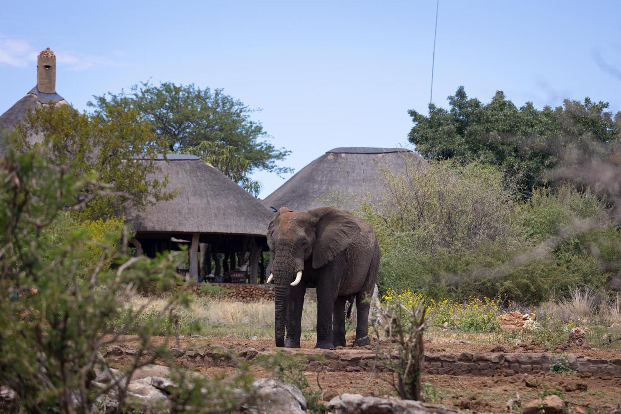 Rhulani Safari Lodge Madikwe Game Reserve Eksteriør bilde