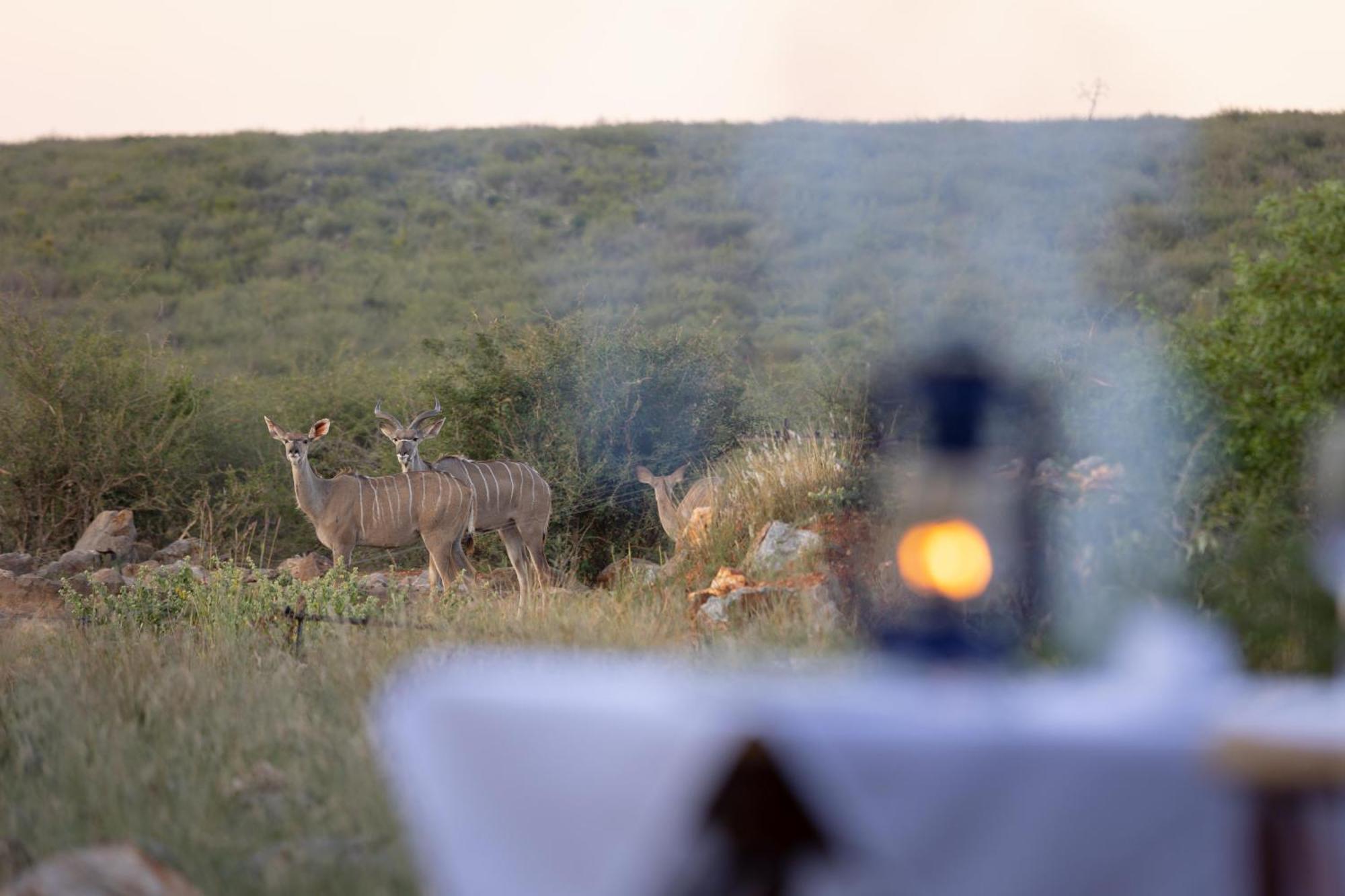 Rhulani Safari Lodge Madikwe Game Reserve Eksteriør bilde
